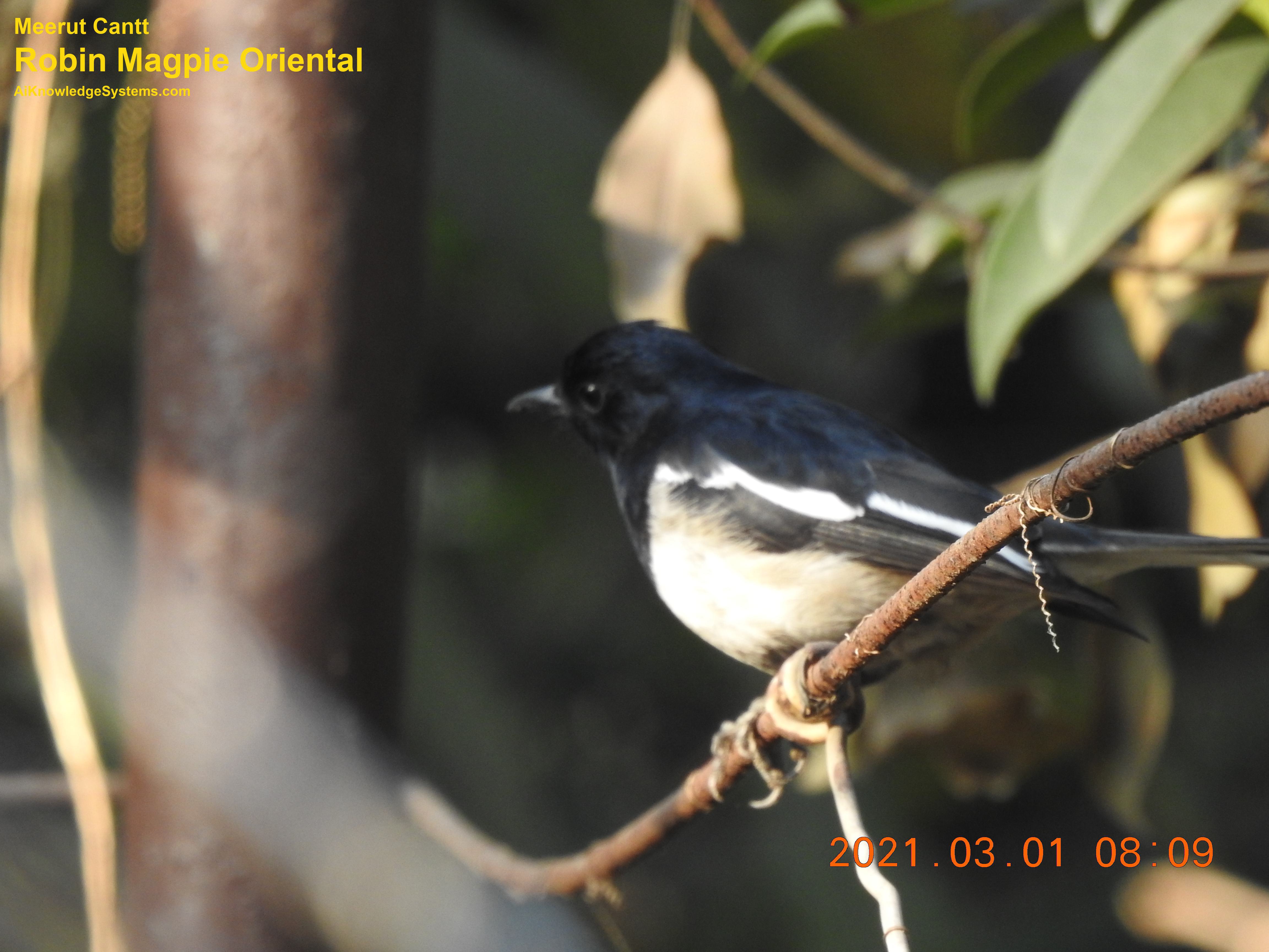 Magpie Robin (103) Coming Soon